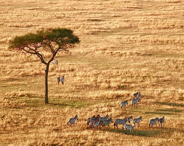 5-days-Tanzania-sharing-or-private-tour-Luxury-or-budget-safari-cost